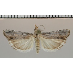 /filer/webapps/moths/media/images/A/ariditatis_Crambicybalomia_PT_NMNW.jpg