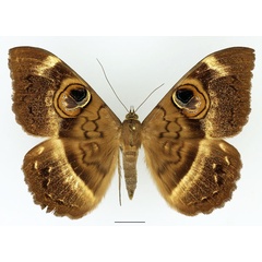 /filer/webapps/moths/media/images/M/magus_Cyligramma_AF_Basquin.jpg