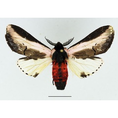 /filer/webapps/moths/media/images/S/serena_Galona_AM_Basquin_03.jpg
