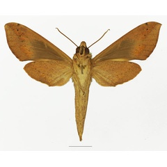 /filer/webapps/moths/media/images/I/irregularis_Hippotion_AF_Basquin_02b.jpg