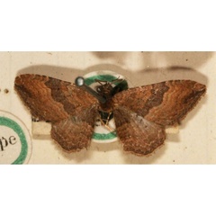/filer/webapps/moths/media/images/C/contrariata_Melanippe_STM_BMNH.jpg