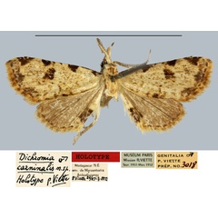 /filer/webapps/moths/media/images/C/carninalis_Dichromia_HT_MNHN.jpg