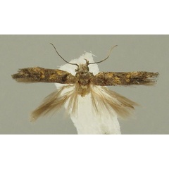 /filer/webapps/moths/media/images/A/armatus_Istrianis_HT_Bidzilya.jpg