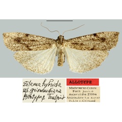 /filer/webapps/moths/media/images/G/griveaudiana_Eilema_AT_MNHN.jpg
