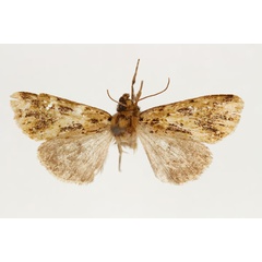 /filer/webapps/moths/media/images/M/mochlosema_Nyodes_AM_RMCA.jpg