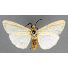/filer/webapps/moths/media/images/T/tenuifasciata_Acantharctia_HT_BMNH.jpg