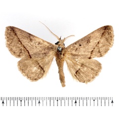 /filer/webapps/moths/media/images/A/amaponda_Ugia_AM_BMNH_01.jpg