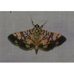 /filer/webapps/moths/media/images/P/phalaromima_Pardomima_A_Jorpeland.jpg
