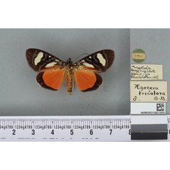 /filer/webapps/moths/media/images/T/tricolora_Aegocera_HT_BMNHa.jpg