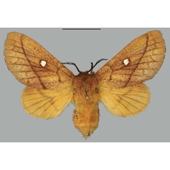 /filer/webapps/moths/media/images/S/serratilinea_Napta_AF_Fiebig.jpg