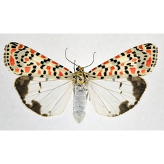 /filer/webapps/moths/media/images/P/pulchella_Utetheisa_AF_NHMO.jpg
