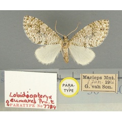 /filer/webapps/moths/media/images/E/eumares_Lobidiopteryx_AF_TMSA.jpg