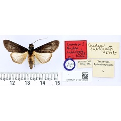 /filer/webapps/moths/media/images/S/subligata_Audea_LT_BMNH.jpg
