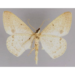 /filer/webapps/moths/media/images/P/pontias_Conolophia_A_ZSM_02.jpg