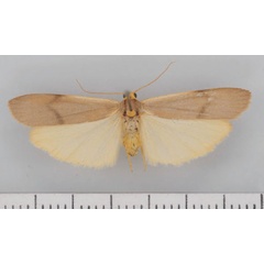 /filer/webapps/moths/media/images/G/goniogramma_Campteropsis_AF_TMSA.jpg