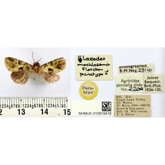 /filer/webapps/moths/media/images/M/mochlosema_Elaeodes_PT_BMNH.jpg