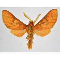 /filer/webapps/moths/media/images/P/pareclecta_Rhipidarctia_AM_NHMO.jpg