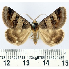 /filer/webapps/moths/media/images/C/contraria_Cerocala_AM_BMNH.jpg