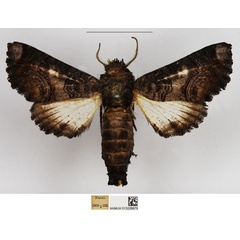 /filer/webapps/moths/media/images/C/catephioides_Eutelia_AM_NHMUK.jpg