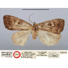 /filer/webapps/moths/media/images/E/eclecta_Ethiopica_HT_BMNH.jpg