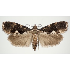 /filer/webapps/moths/media/images/K/kingstoni_Dracontogena_AF_KSund_01.jpg