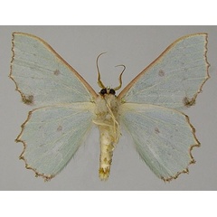 /filer/webapps/moths/media/images/I/immunifica_Victoria_AM_ZSMb.jpg
