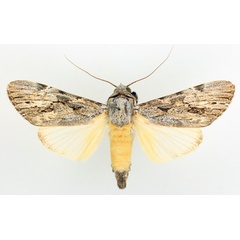 /filer/webapps/moths/media/images/L/lucidus_Archaeopilocornus_AM_TMSA_02.jpg