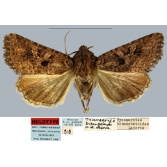 /filer/webapps/moths/media/images/B/bipunctatoides_Tycomarptes_HT_MNHN.jpg