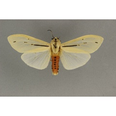/filer/webapps/moths/media/images/A/albidior_Creatonotos_PT_BMNH.jpg