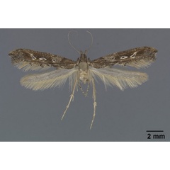/filer/webapps/moths/media/images/T/turicola_Epermenia_PT_BMNH.jpg