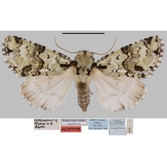 /filer/webapps/moths/media/images/E/elodiae_Dargeochaeta_AT_MNHN.jpg
