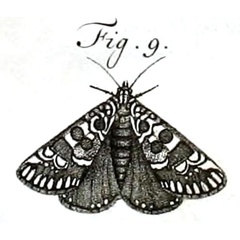 /filer/webapps/moths/media/images/J/julia_Phalaena_AF_Houttuyn_92-9.jpg