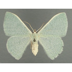 /filer/webapps/moths/media/images/V/vermicularia_Prasinocyma_AF_TMSA.jpg