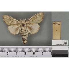 /filer/webapps/moths/media/images/M/mascarena_Dasychira_PLT_BMNHa.jpg