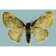 /filer/webapps/moths/media/images/K/kisubensis_Isoplenodia_AM_ZSMa.jpg
