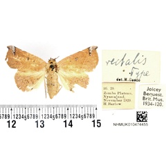 /filer/webapps/moths/media/images/R/rectalis_Herpeperas_HT_BMNH.jpg