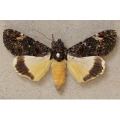 /filer/webapps/moths/media/images/P/primulina_Ulotrichopus_A_Butler.jpg