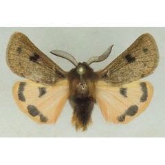 /filer/webapps/moths/media/images/P/perpunctata_Pseudophragmatobia_AM_Stroehle_03.jpg