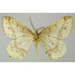 /filer/webapps/moths/media/images/R/rougeoti_Epigynopteryx_PTM_ZSMb.jpg