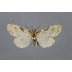 /filer/webapps/moths/media/images/S/swierstrai_Meganola_A_BMNH.jpg