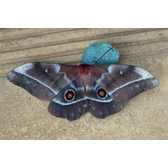 /filer/webapps/moths/media/images/E/ertli_Imbrasia_A_Voaden.jpg