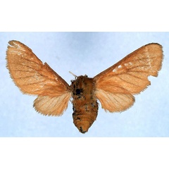 /filer/webapps/moths/media/images/D/didyma_Metarctia_AT_BMNH_01.jpg
