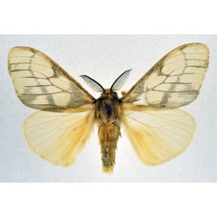 /filer/webapps/moths/media/images/B/bananae_Stracena_AM_NHMO.jpg