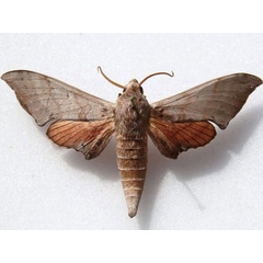 /filer/webapps/moths/media/images/A/andosa_Polyptychus_A_Goff.jpg