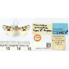 /filer/webapps/moths/media/images/P/poliastis_Mamestra_PLT_BMNH.jpg