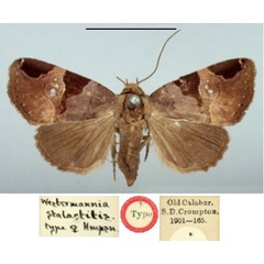 /filer/webapps/moths/media/images/S/stalactitis_Westermannia_HT_BMNH.jpg