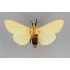 /filer/webapps/moths/media/images/N/nigrocincta_Spilosoma_HT_BMNH.jpg