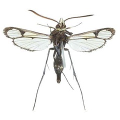 /filer/webapps/moths/media/images/R/rybalovi_Macrotarsipodes_HT_COGMb.jpg