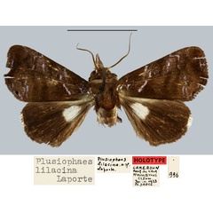 /filer/webapps/moths/media/images/L/lilacina_Plusiophaes_HT_MNHN.jpg