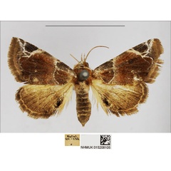 /filer/webapps/moths/media/images/C/costimacula_Eublemma_AF_NHMUK.jpg